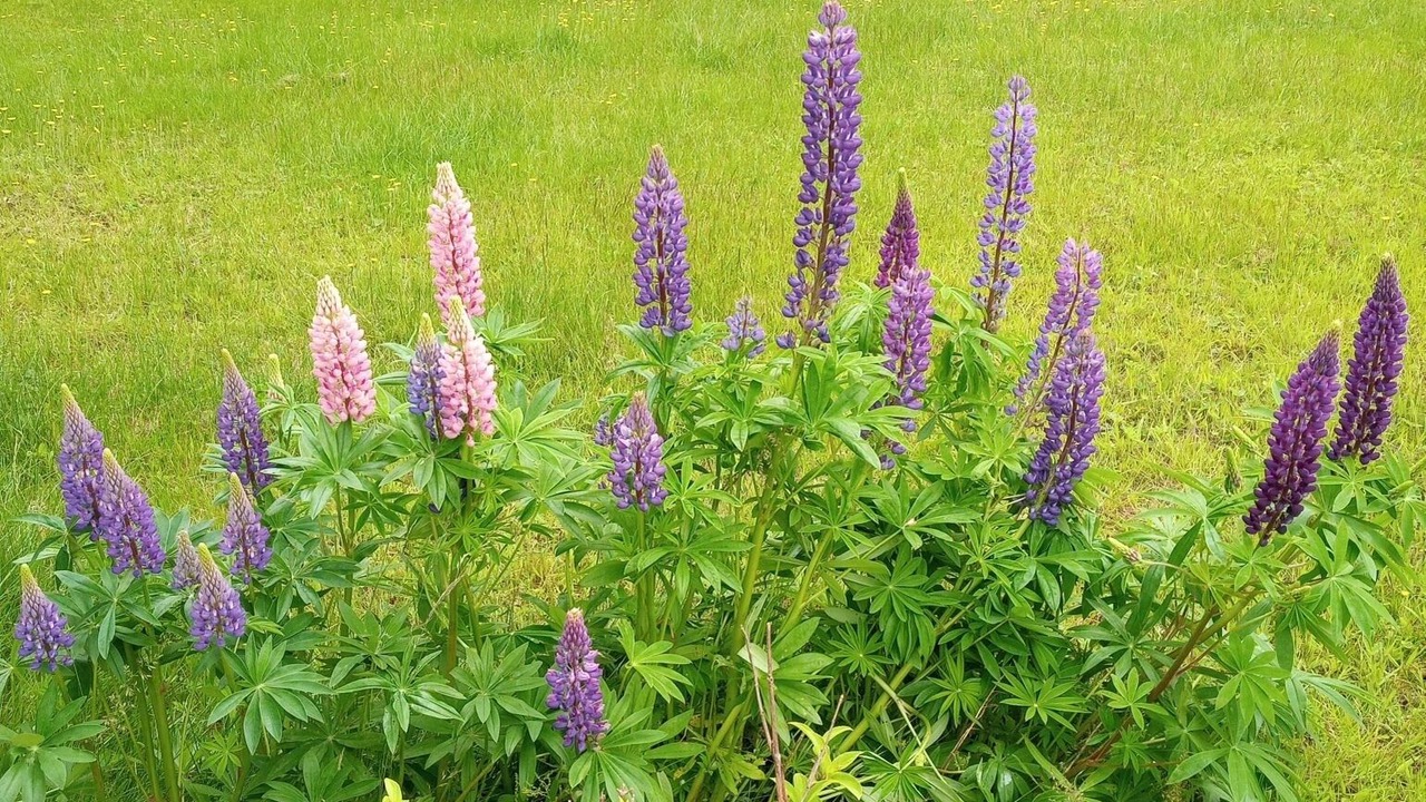 Photo of Outdoor in Miscouche