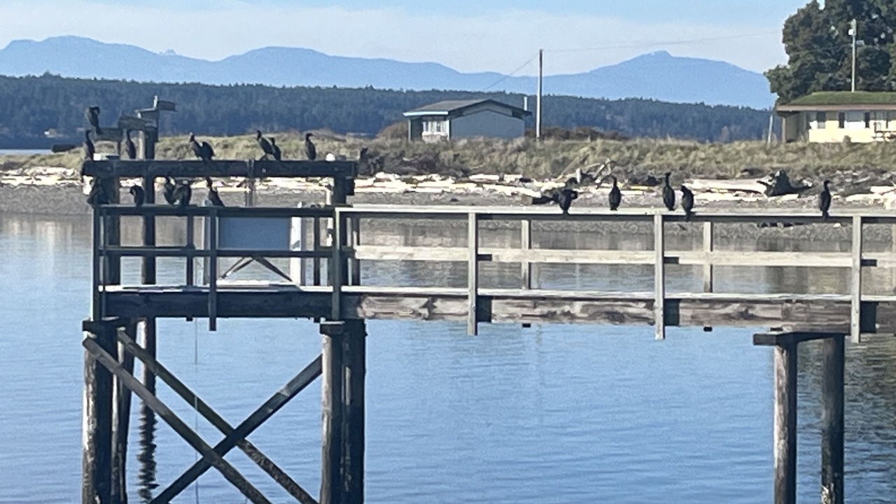 Photo of Others in Hornby Island
