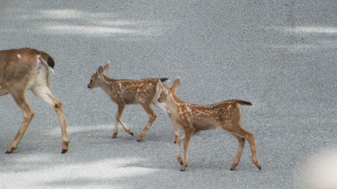 Photo of Outdoor in Madeira Park