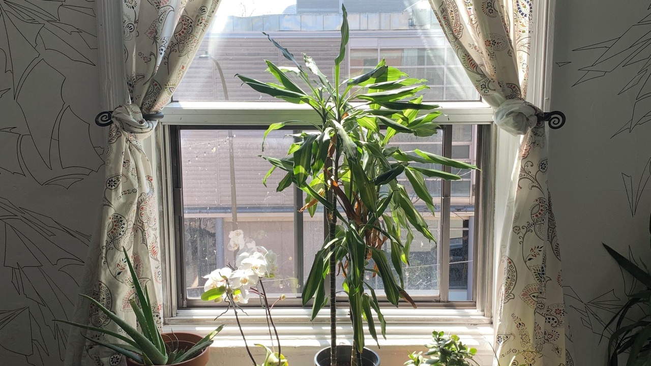 Photo of Livingroom in Mile End