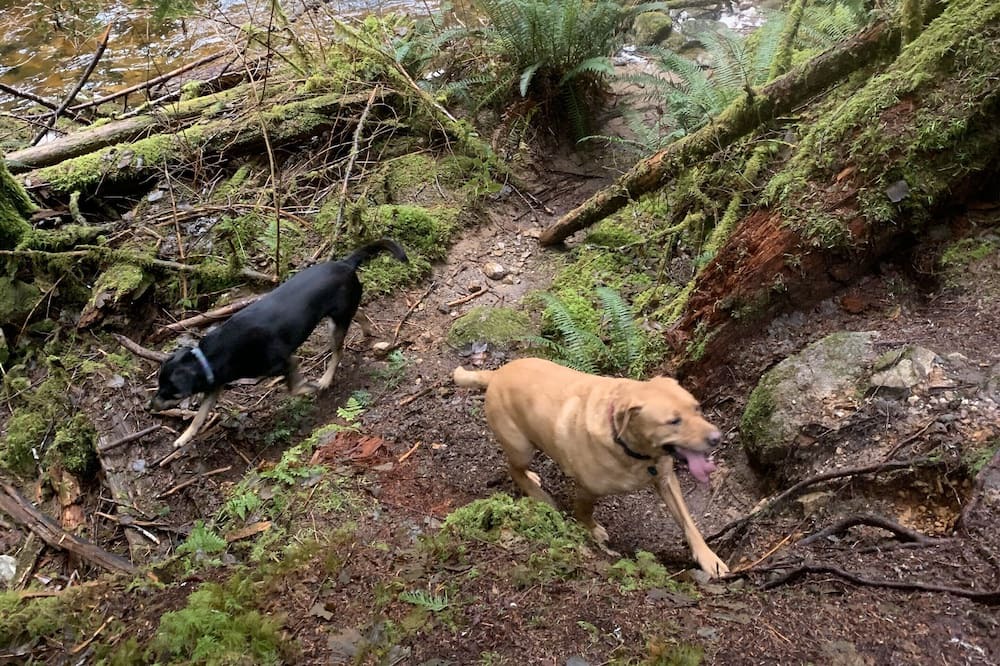 Photo of Outdoor in Powell River