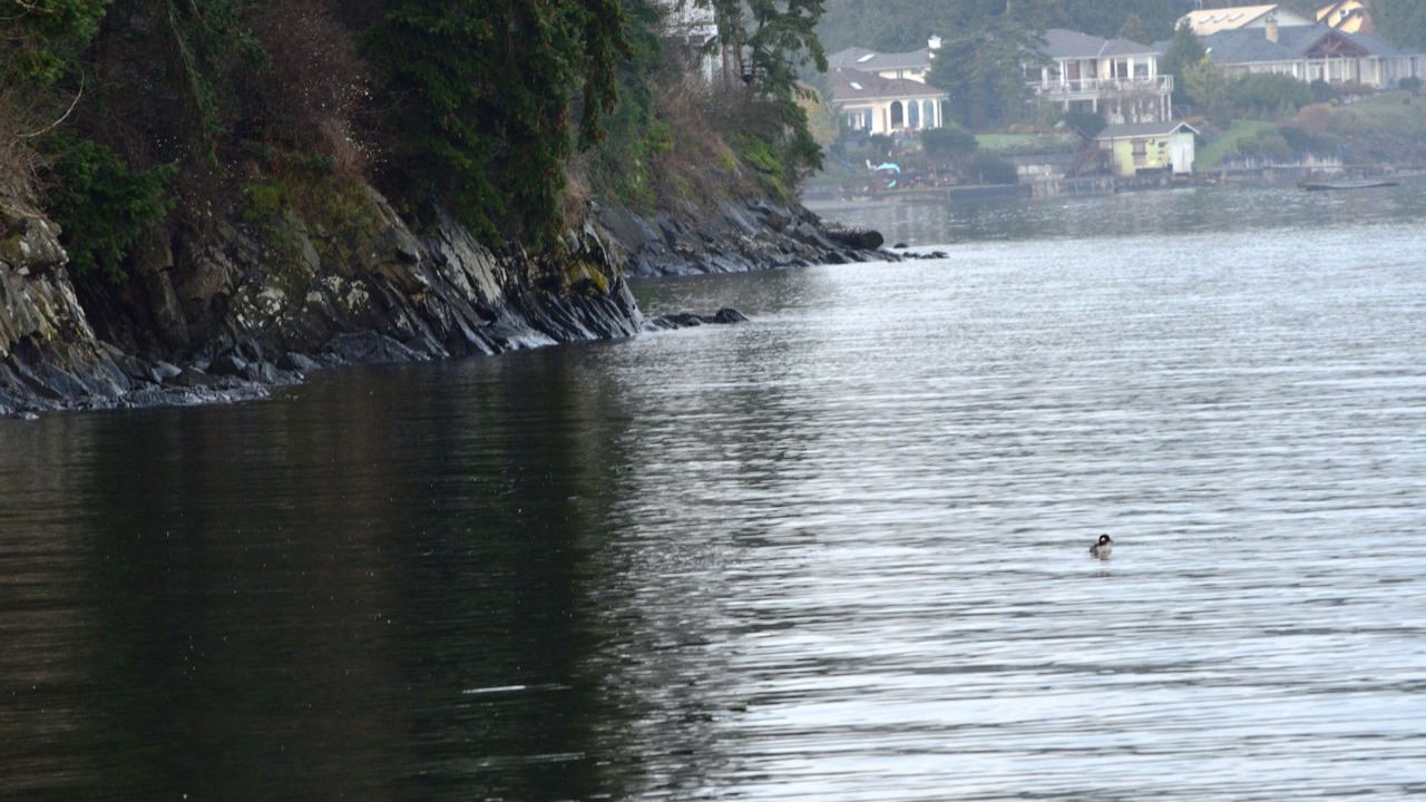 Photo of Others in Chemainus