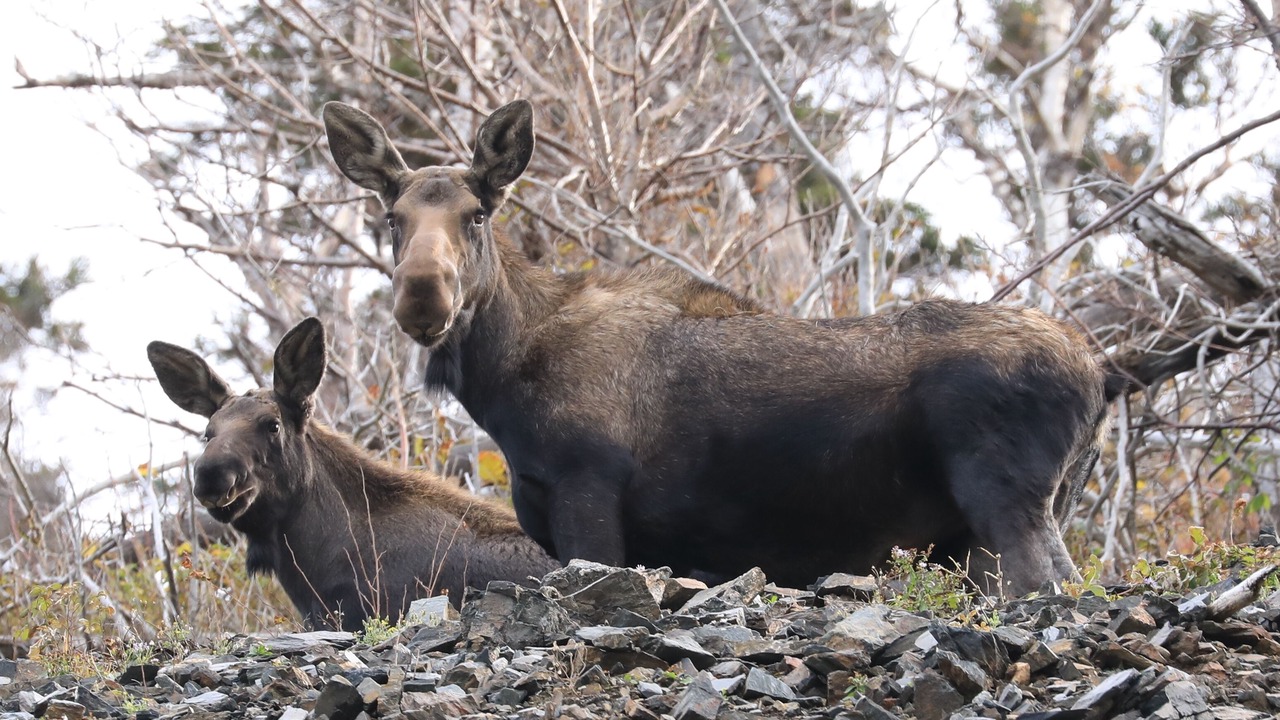 Photo of Others in Margaree Valley