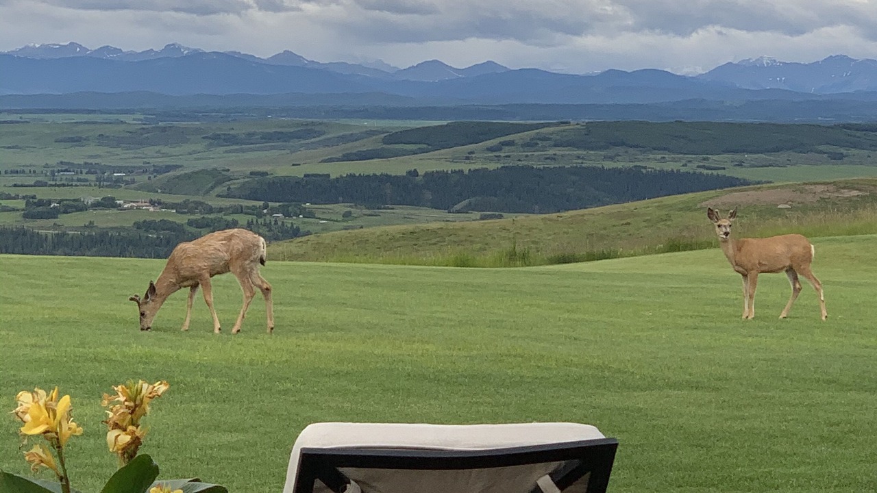 Photo of Outdoor in Calgary