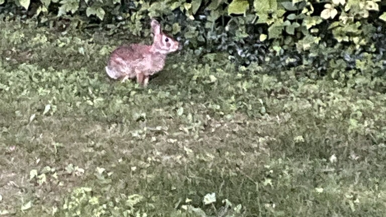 Photo of Outdoor in Alcona