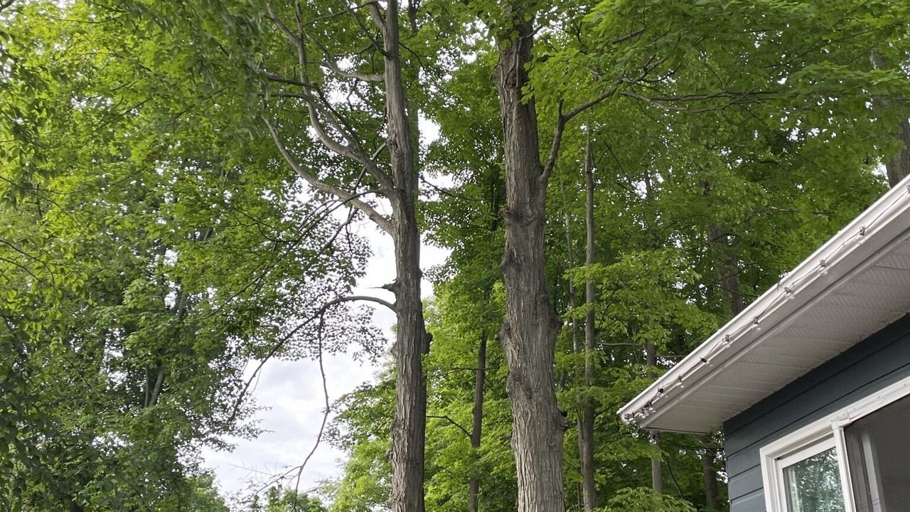 Photo of Outdoor in Alcona