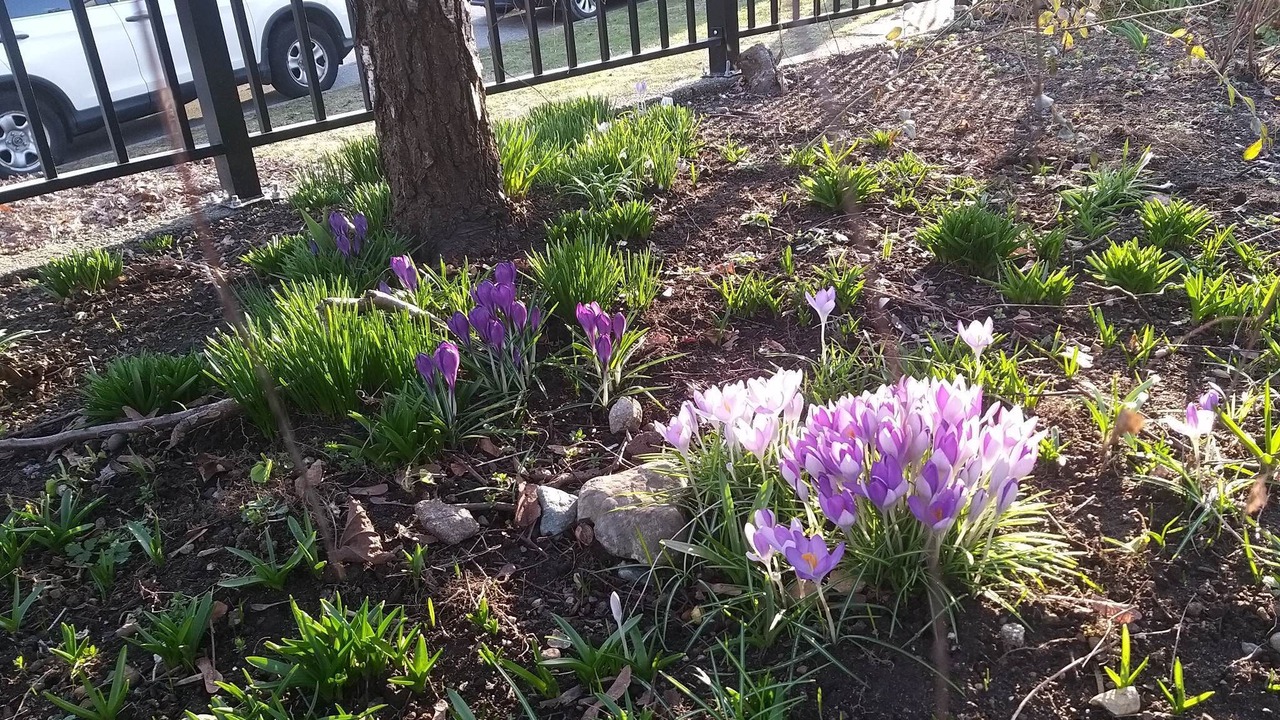 Photo of Outdoor in Renfrew-Collingwood