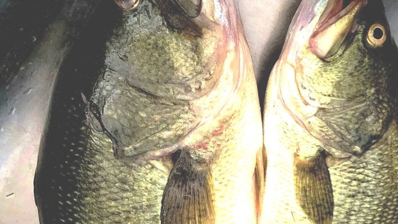Photo of Others in Haliburton