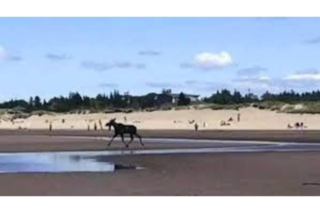 Photo of Others in Shediac