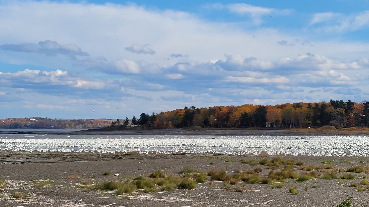 Photo of Others in Saint-Michel-de-Bellechasse