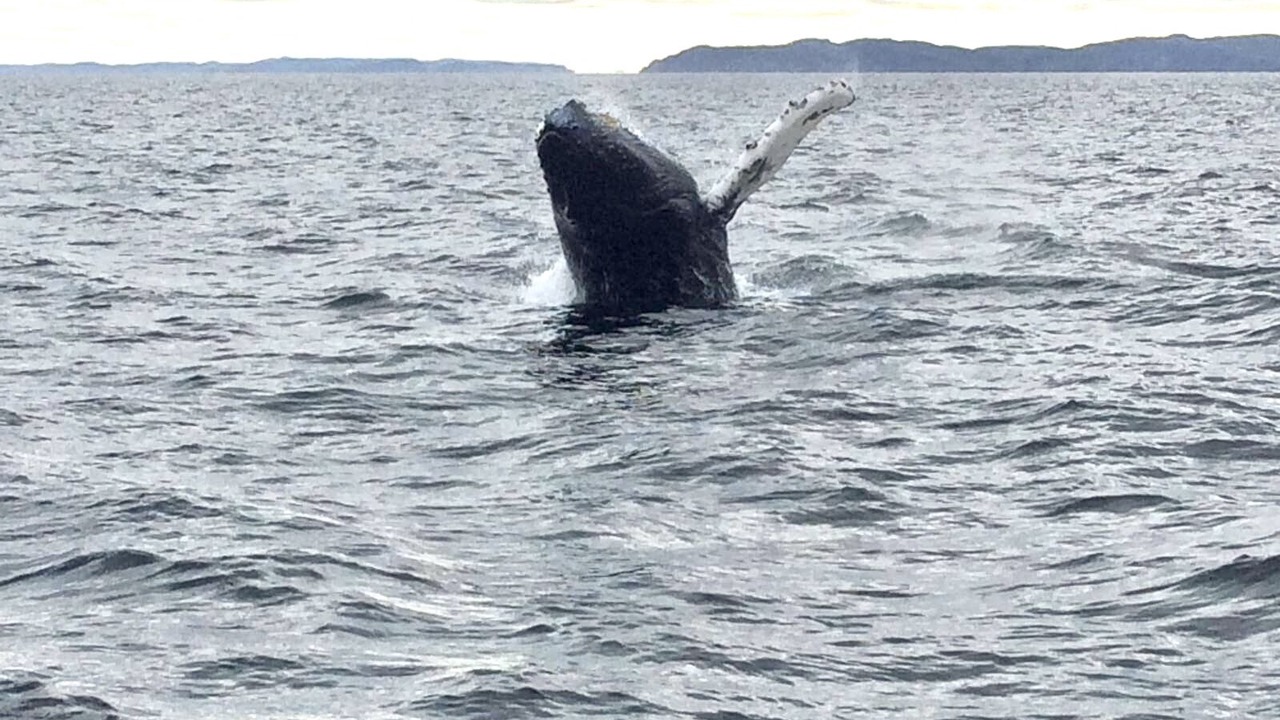 Photo of Others in Bonavista