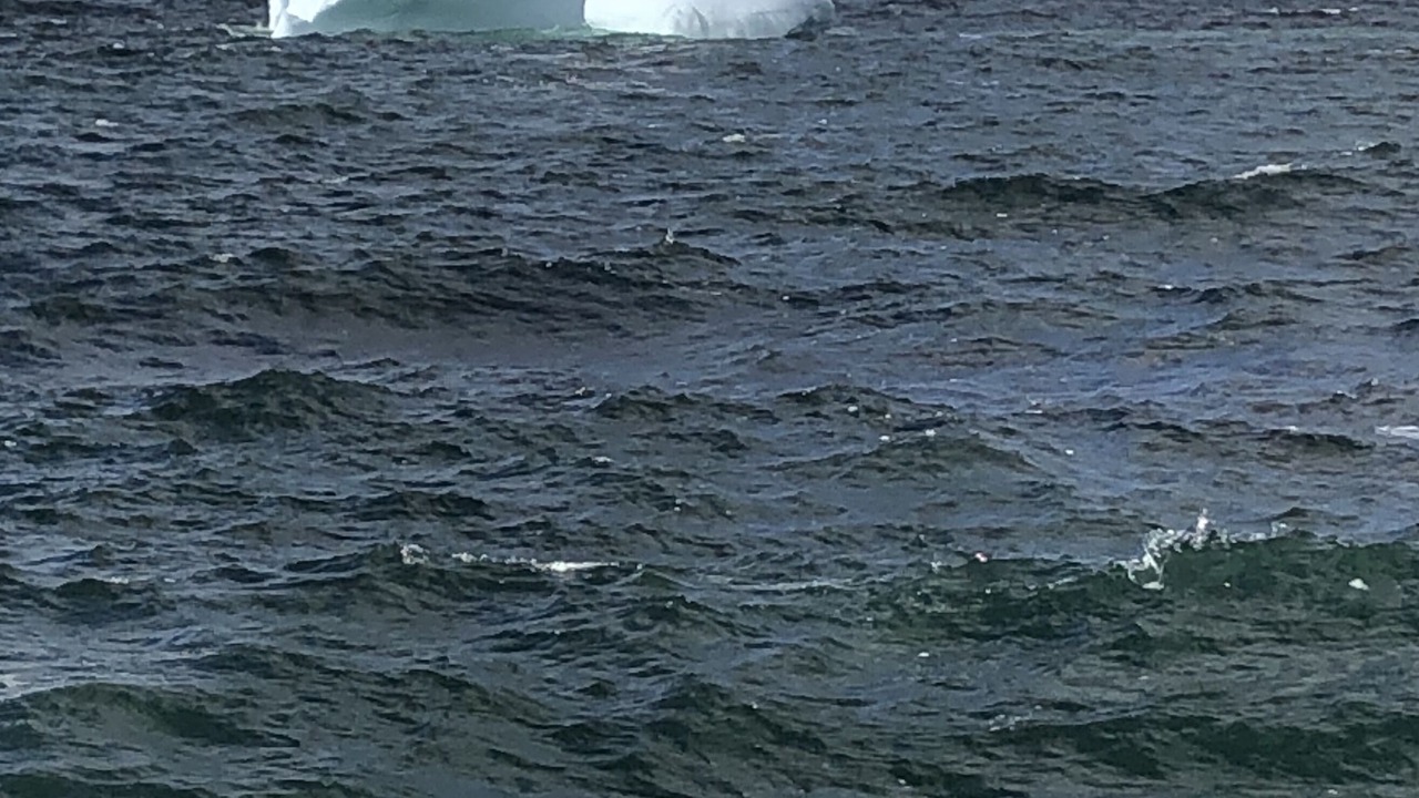 Photo of Others in Bonavista