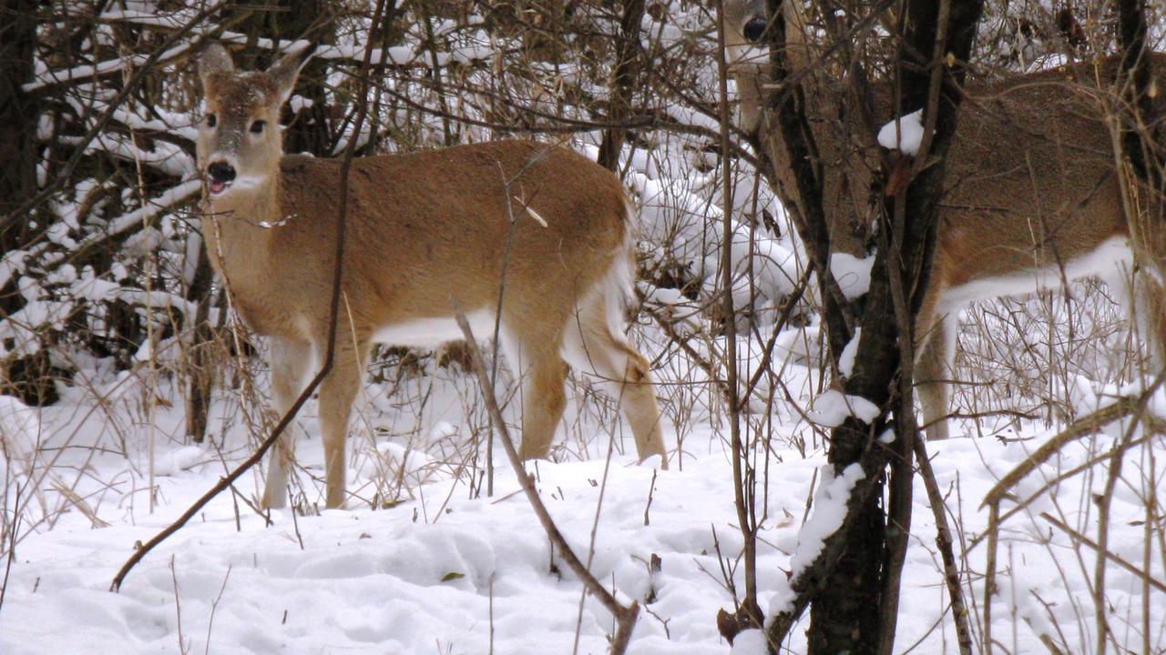Photo of Outdoor in Minden Hills