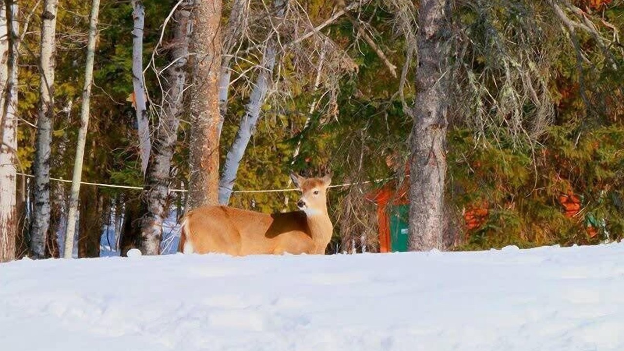 Photo of Outdoor in Pohenegamook