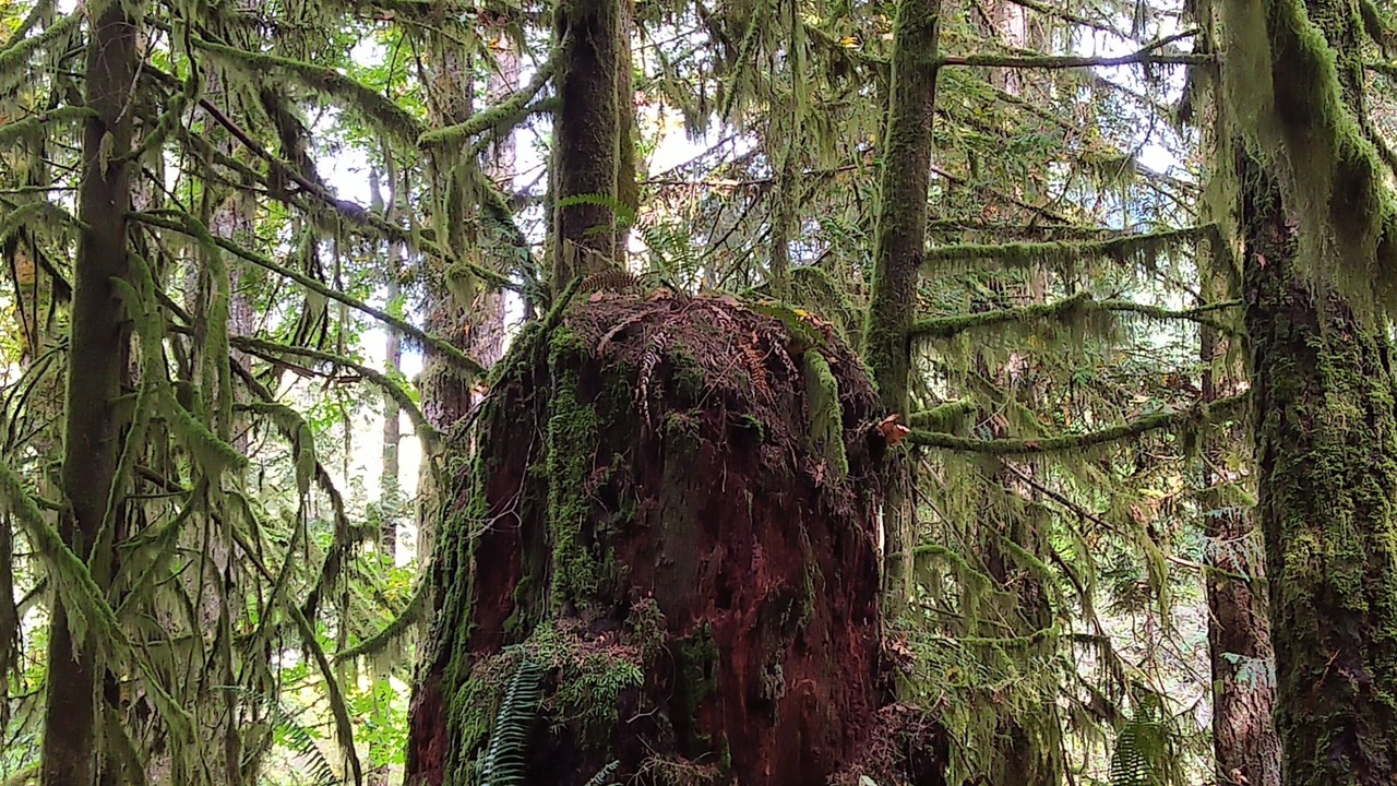 Photo of Outdoor in Madeira Park