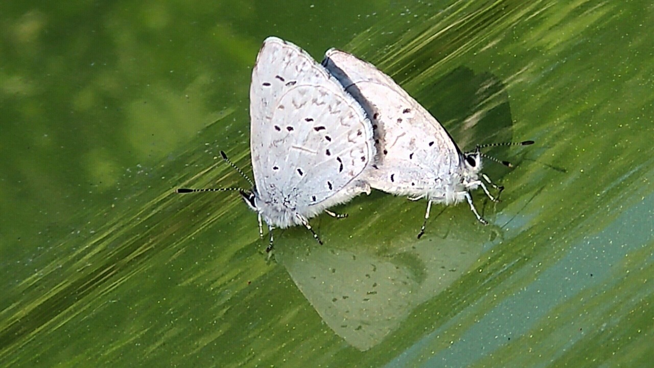 Photo of Others in Madeira Park