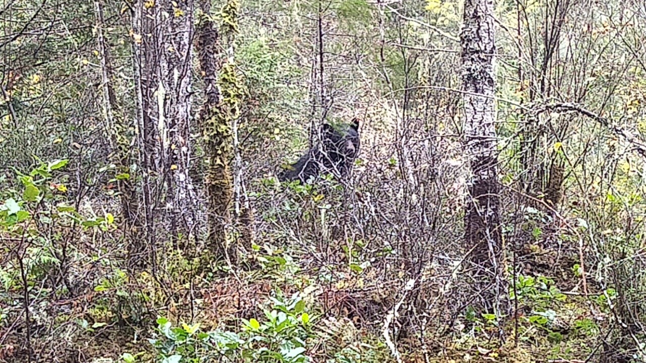 Photo of Others in Madeira Park