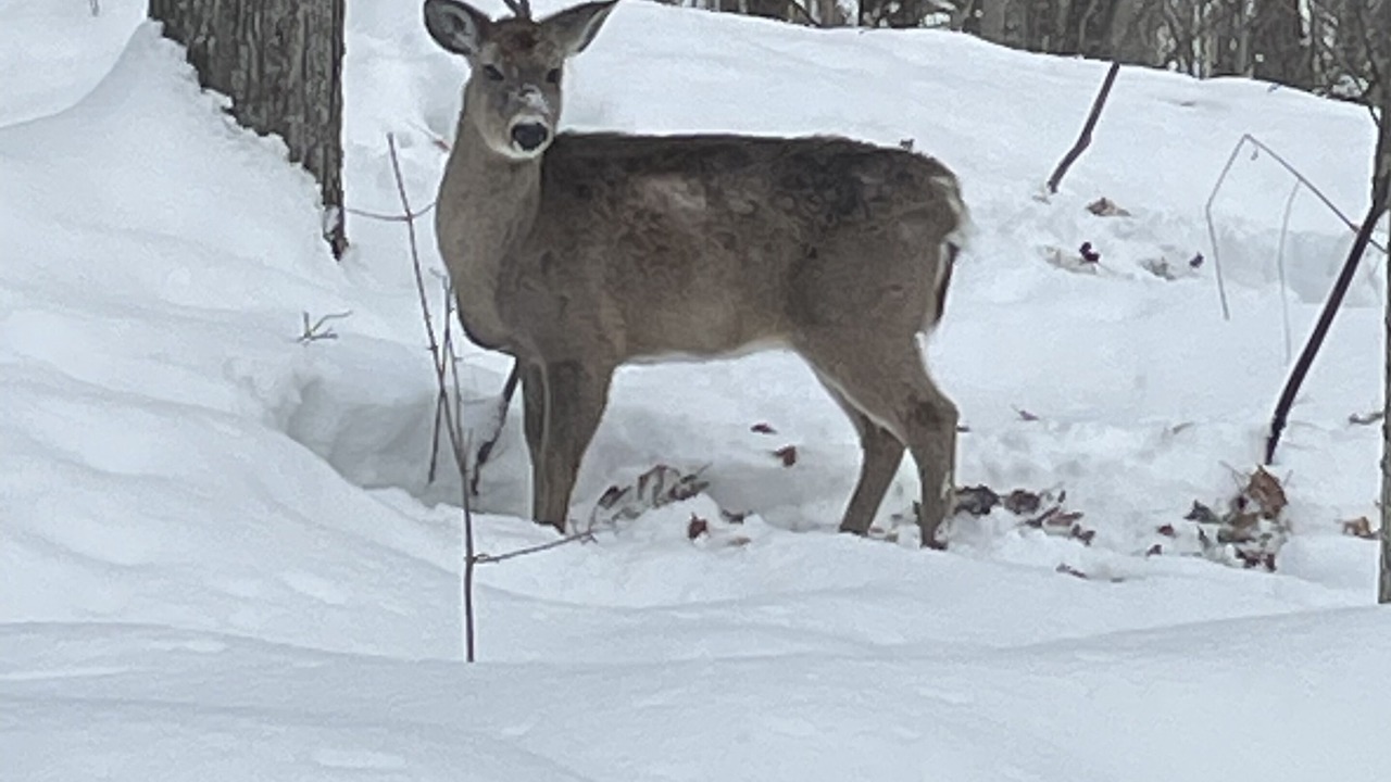 Photo of Others in Grey Highlands