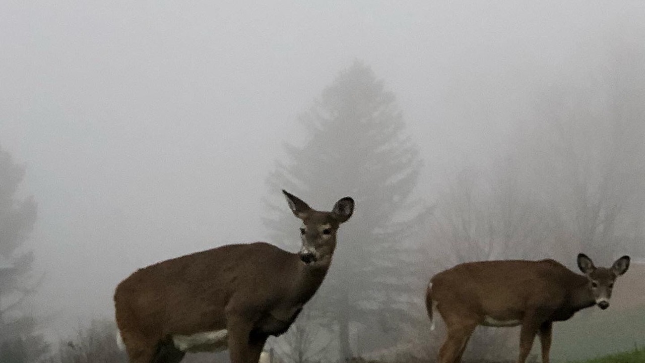 Photo of Outdoor in Huntsville