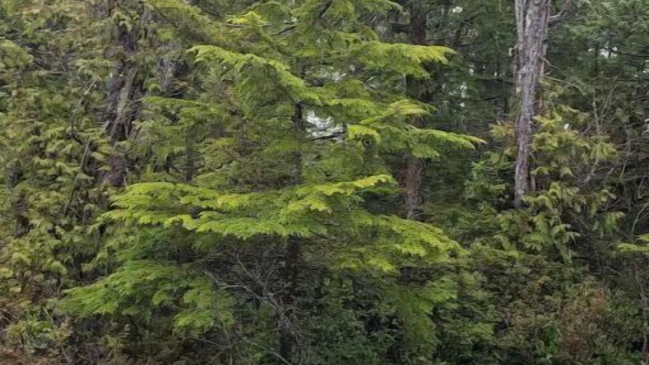 Photo of Outdoor in Ucluelet
