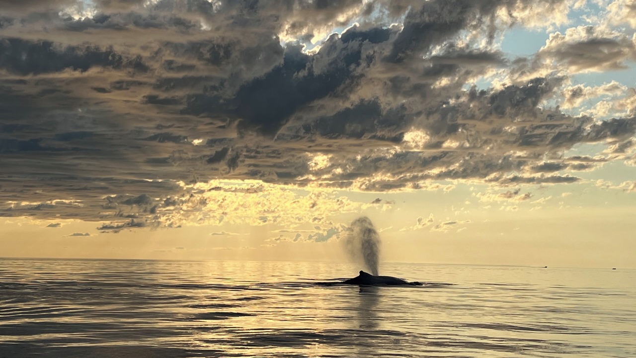 Photo of Others in Crow Head