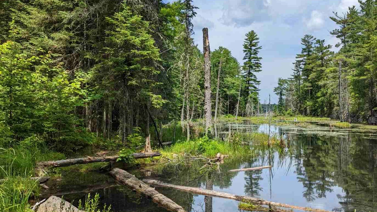 Photo of Outdoor in Algonquin Highlands