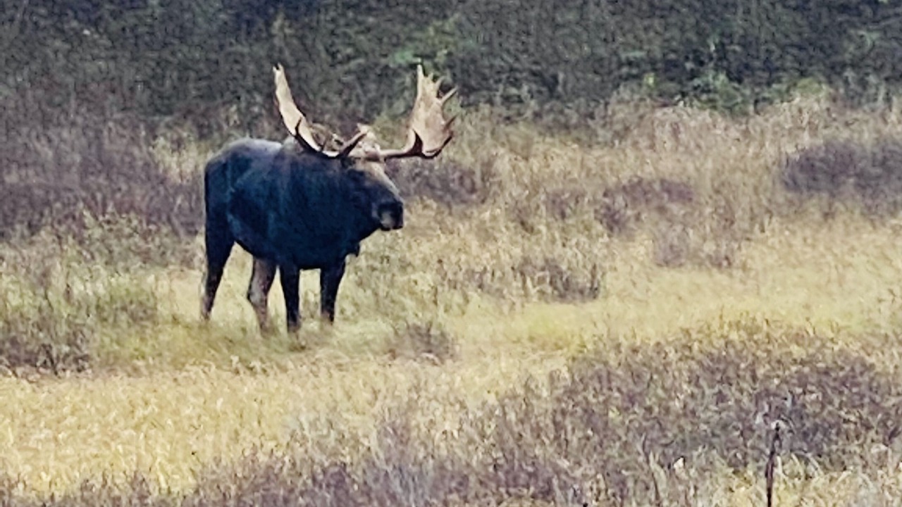 Photo of Others in Algonquin Highlands