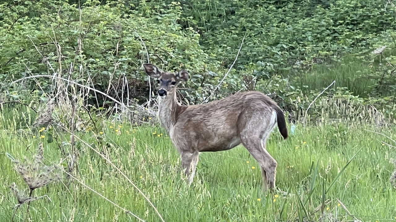 Photo of Others in Sproat Lake