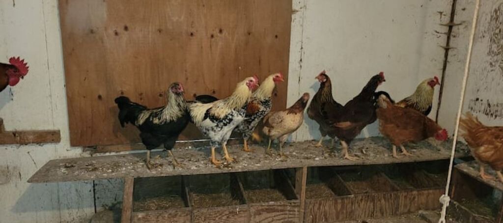 Photo of Others in Abbotsford