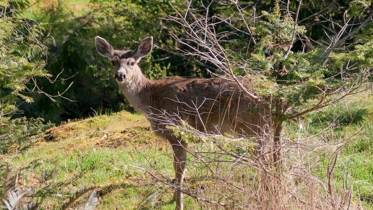 Photo of Others in Regional District of Nanaimo