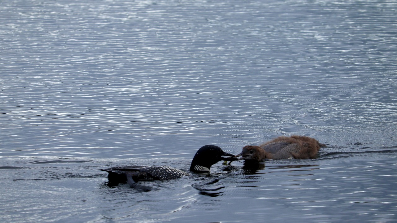 Photo of Others in Georgian Bay