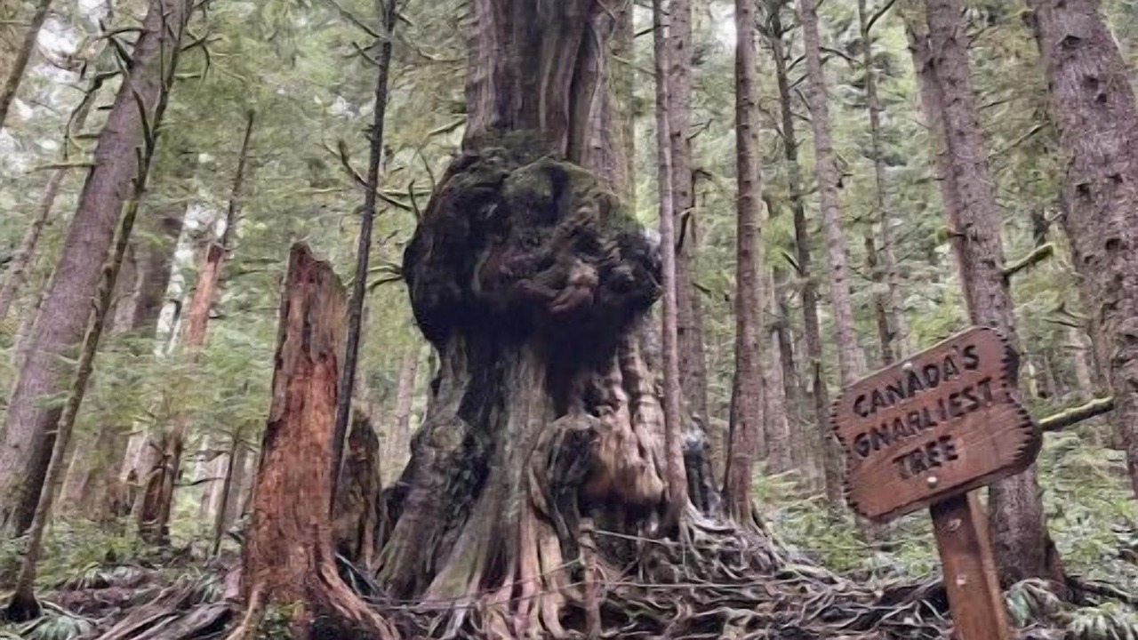Photo of Outdoor in Port Renfrew
