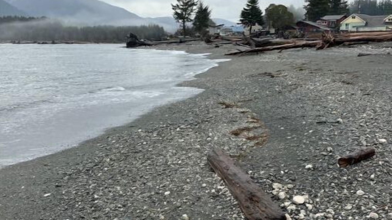 Photo of Others in Port Renfrew