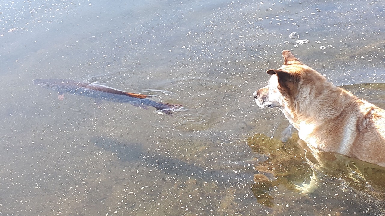 Photo of Others in Lac-du-Cerf