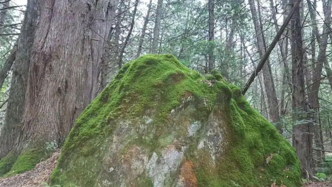 Photo of Others in Tyendinaga