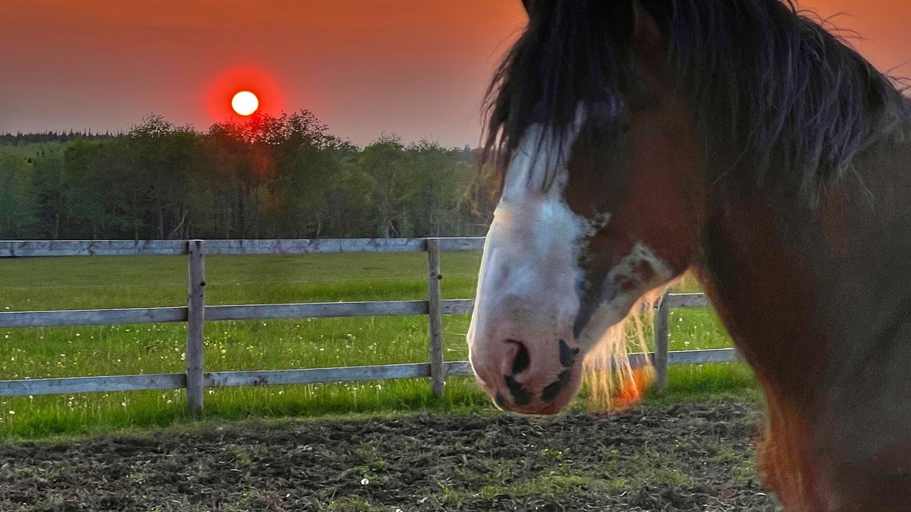 Photo of Others in Halifax County