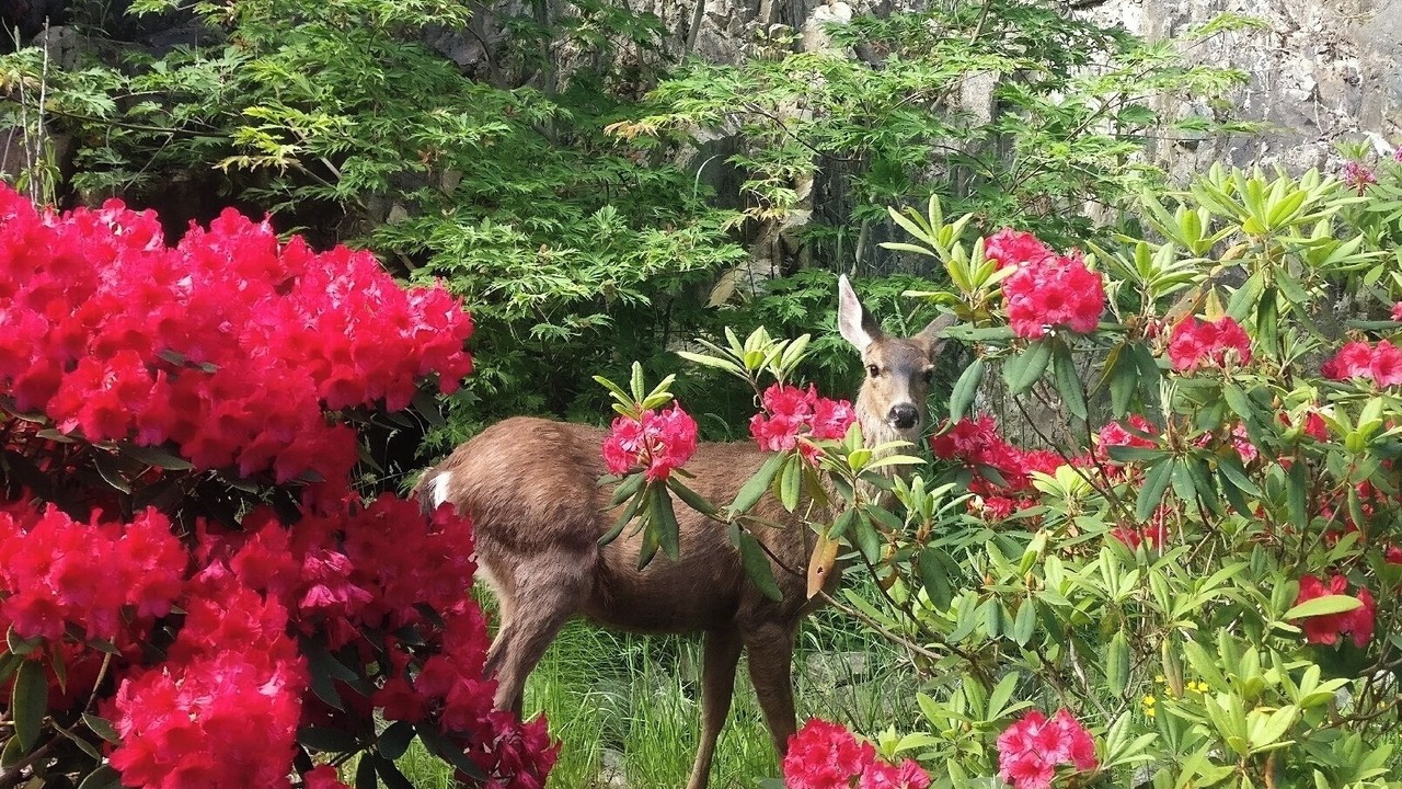 Photo of Outdoor in Gibsons
