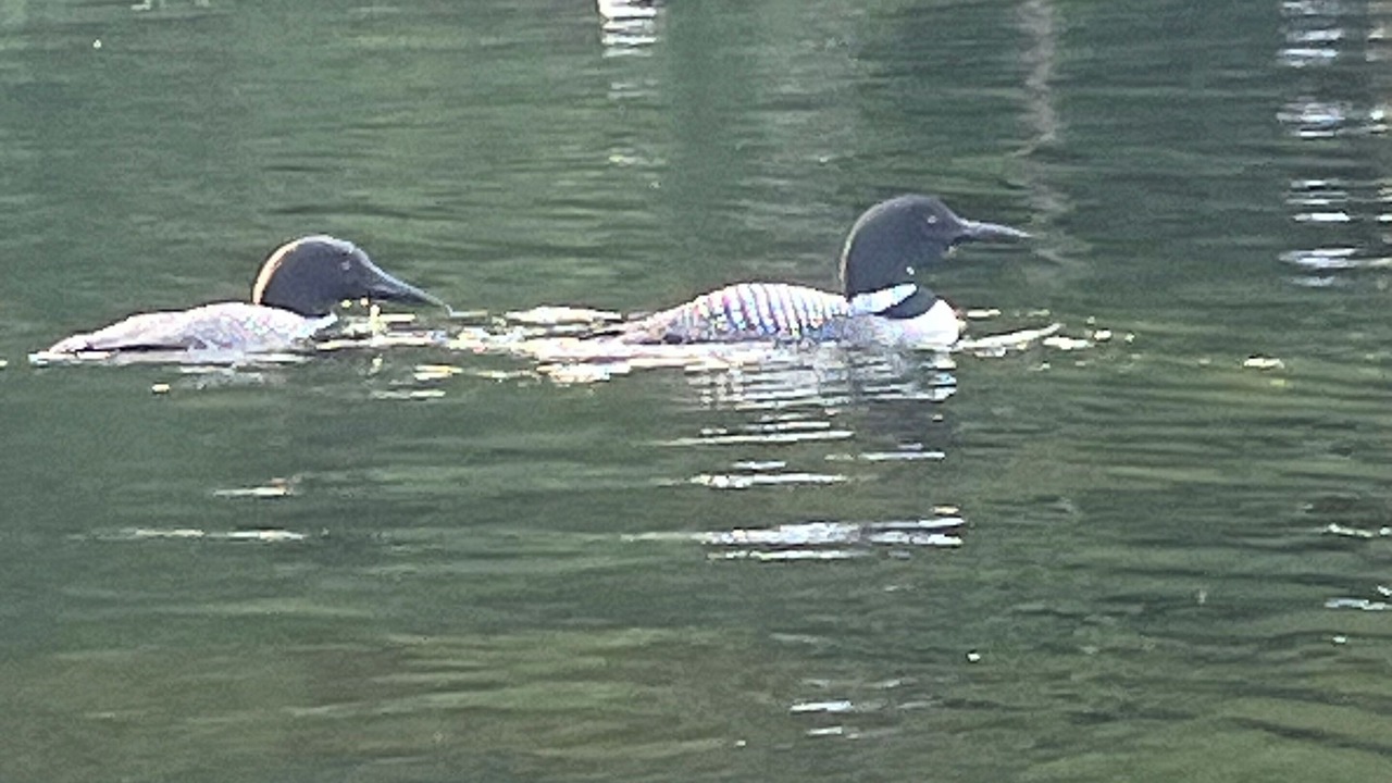 Photo of Others in Georgian Bay