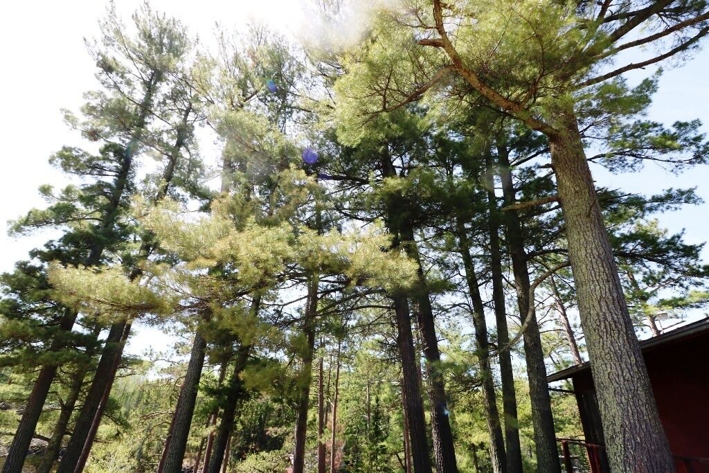 Photo of Outdoor in Sioux Narrows Nestor Falls