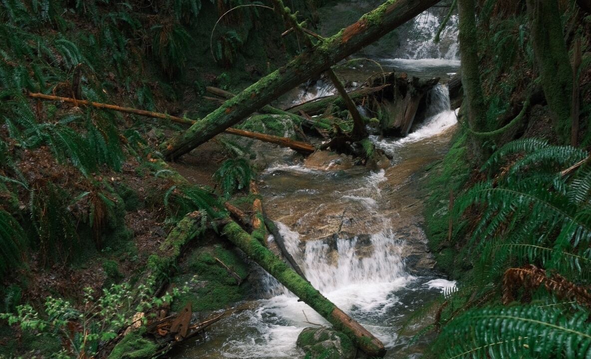 Photo of Others in Roberts Creek