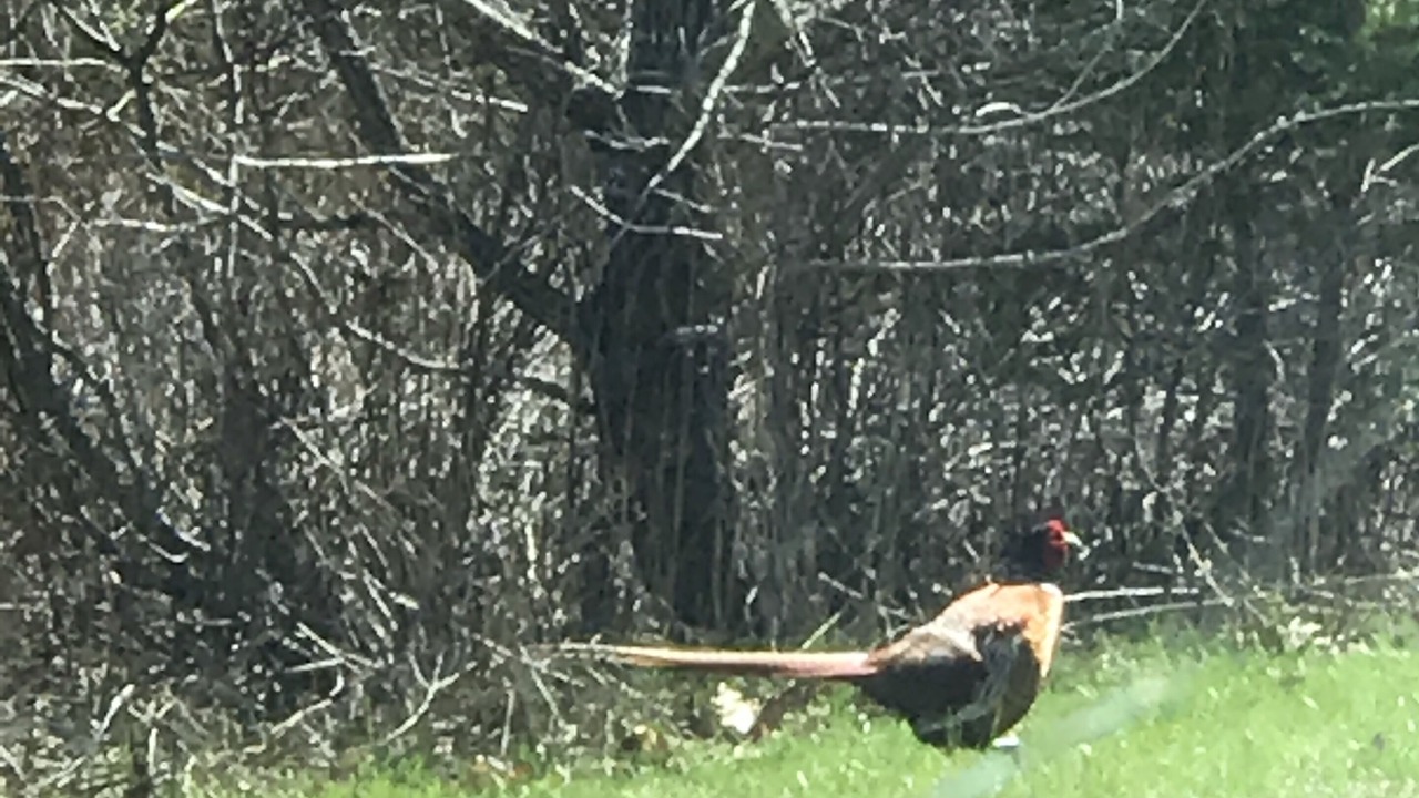 Photo of Others in Mineville
