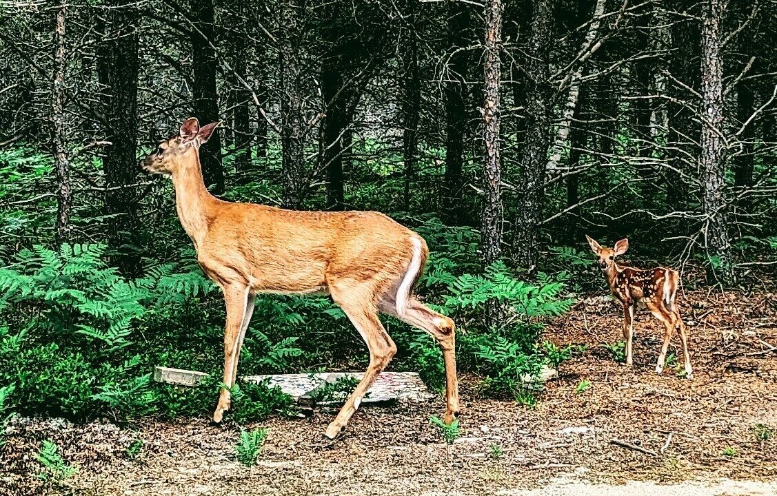 Photo of Outdoor in Riviere-Rouge