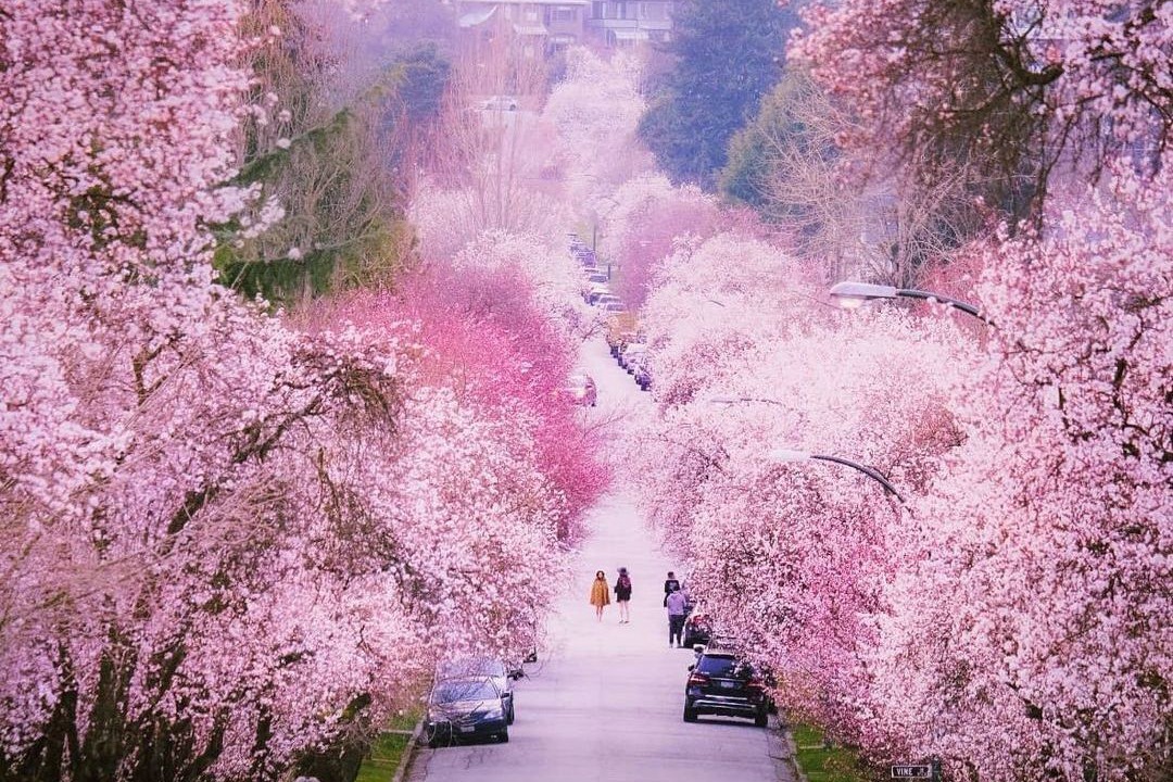 Photo of Others in Shaughnessy