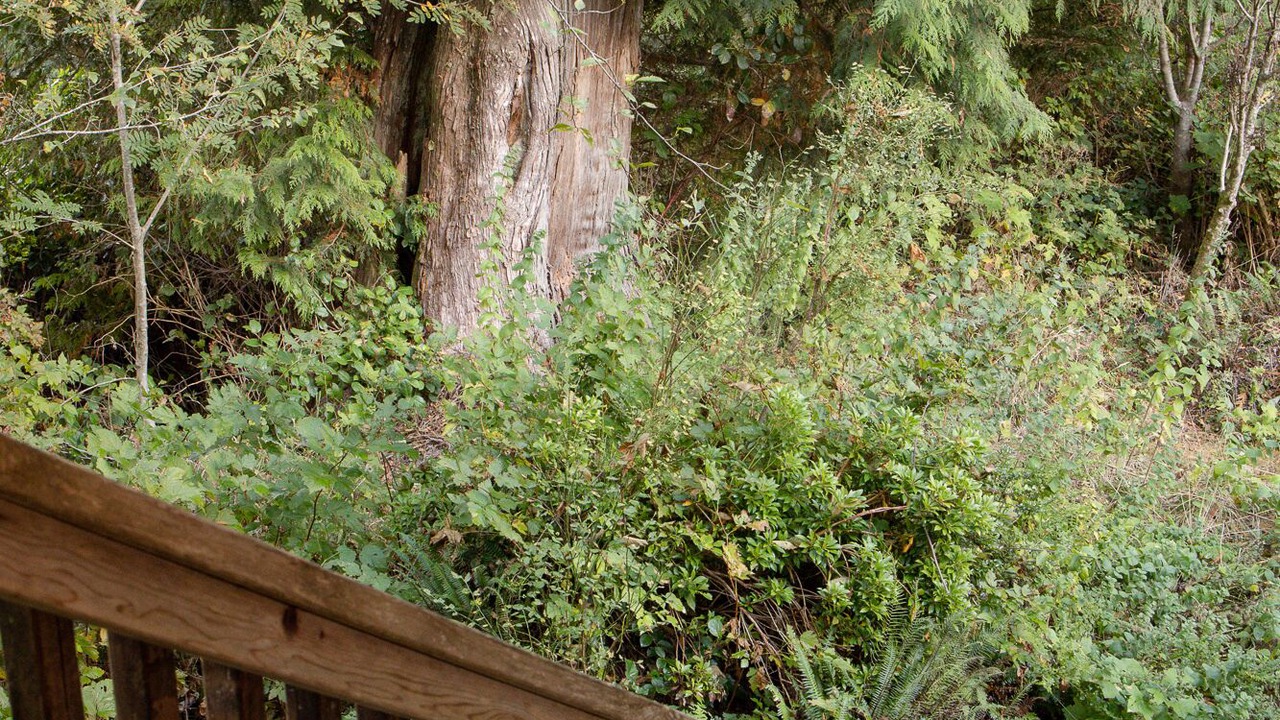 Photo of Others in Tofino