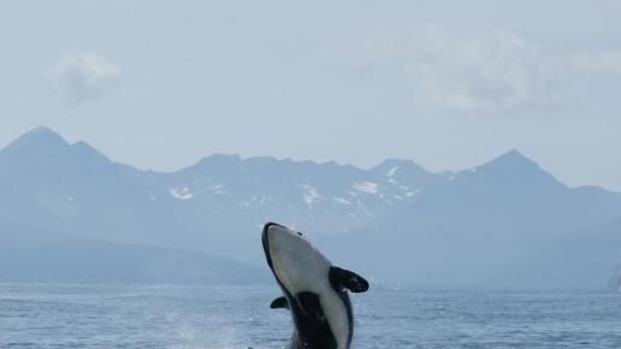 Photo of Others in Sooke