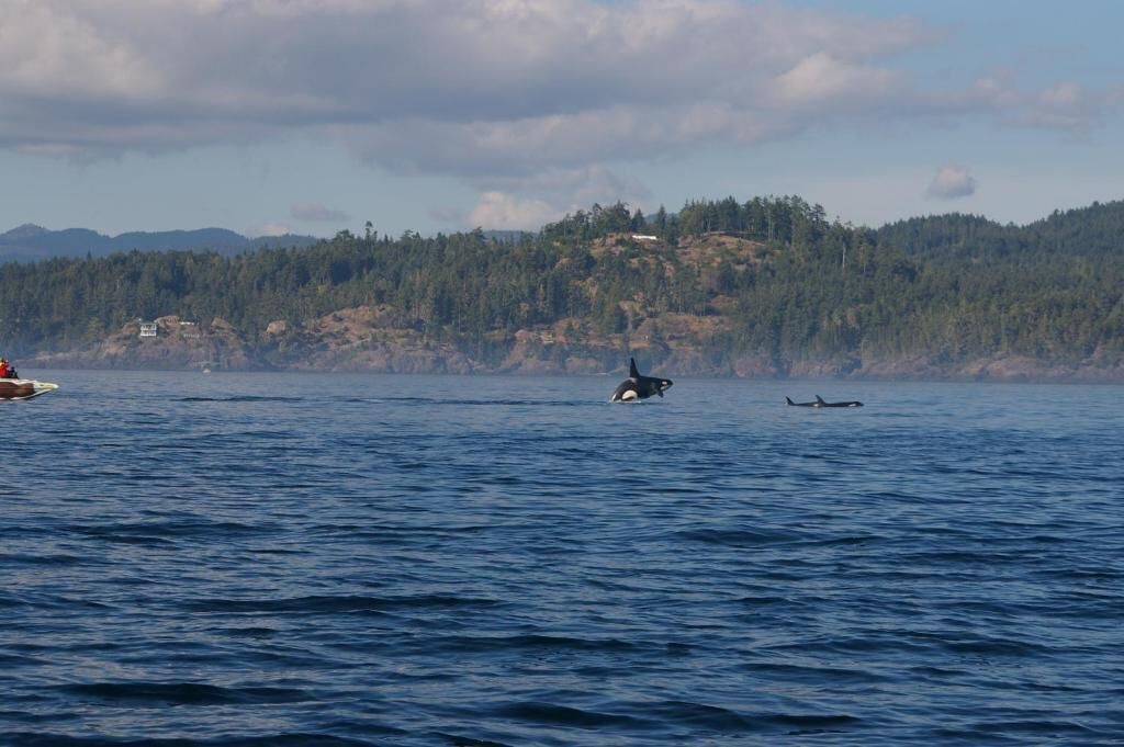 Photo of Others in Sooke