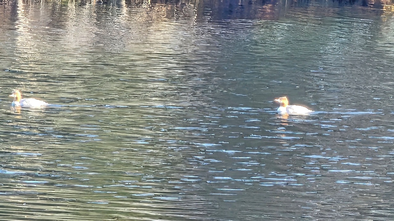 Photo of Others in Haliburton