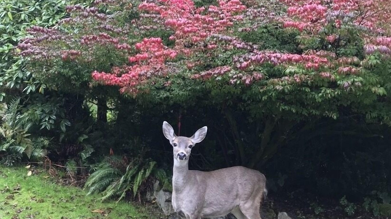 Photo of Others in Bowen Island