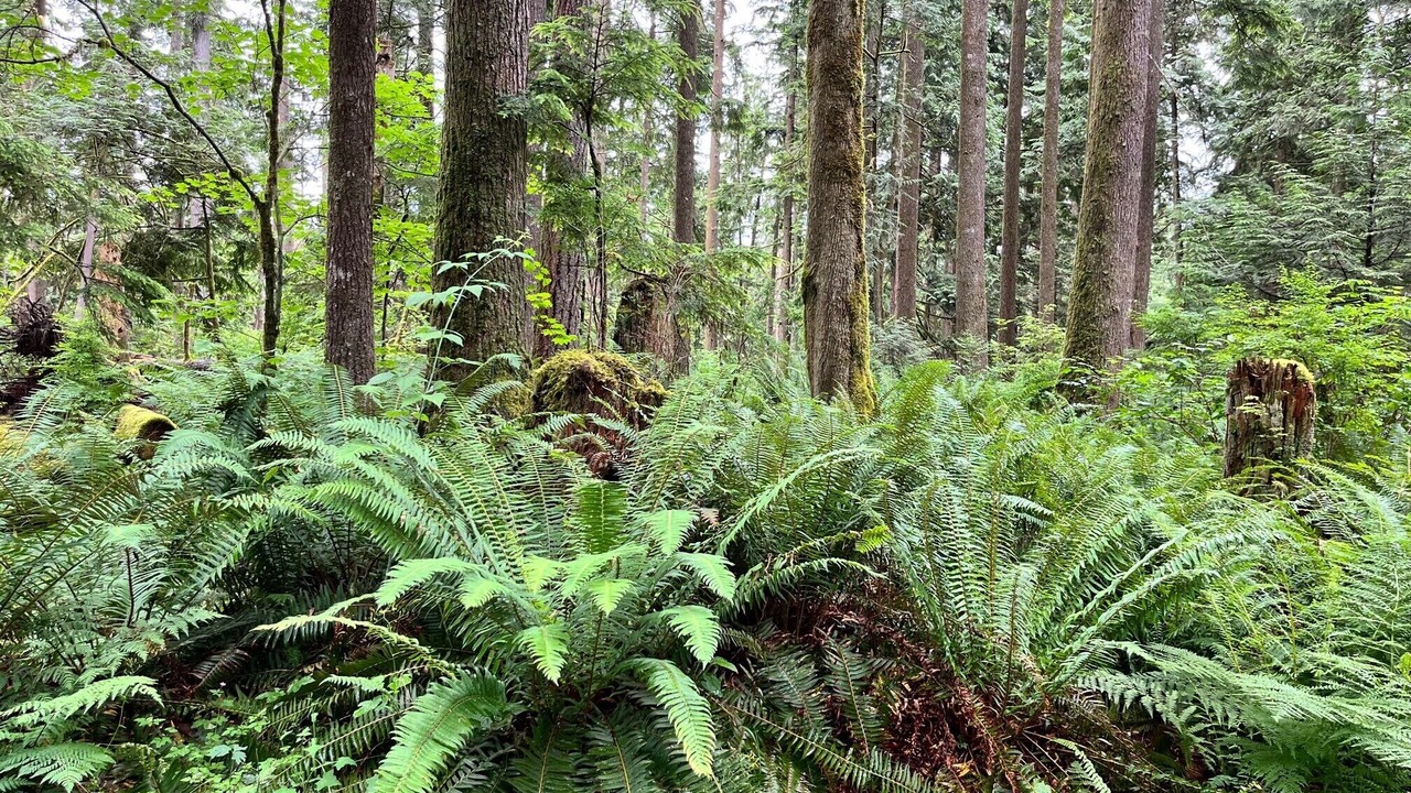 Photo of Others in Maple Ridge