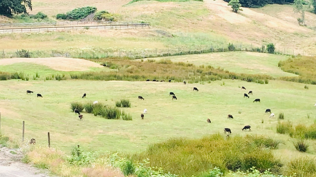 Photo of Others in North Cowichan